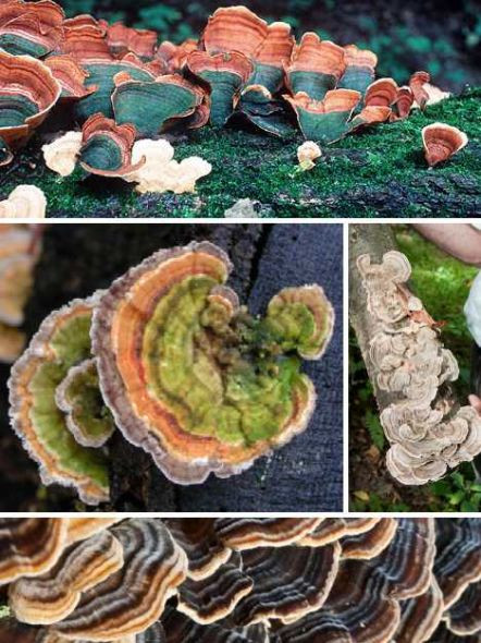Nấm Trametes versicolor.