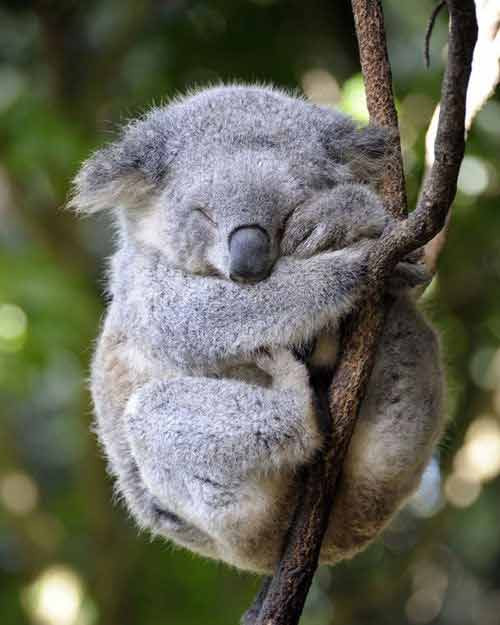 Gấu túi Koala ngủ cheo leo trên cành cây.