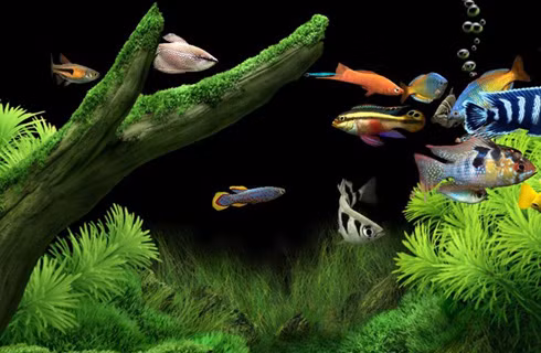 1. Đặt một bể cá nhỏ ở phía Bắc căn nhà. Không nhất thiết phải đặt bể cá lớn, bạn chỉ cần có một bể thủy tinh nhỏ và thả vào những chú cá bé xíu như cá bảy màu và neon. Điều quan trọng là bạn nhớ chăm sóc mỗi ngày để bầy cá luôn khỏe mạnh. Những con cá nhỏ bơi lội tung tăng giúp đẩy mạnh dương khí trong căn nhà, đem đến nhiều may mắn cho công việc của bạn.