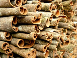 3. Quế Trà Bồng (Quảng Ngãi): Thiên nhiên ưu đãi cho vùng đất Trà Bồng những đặc tính riêng để cho ra đời một loại quế năng suất và chất lượng cao. Việc chọn hạt, trồng cây, chăm cây đến thu hoạch vỏ quế… đều hết sức công phu, vất vả và tỉ mỉ. Từ đó cho ra đời loại quế thành phẩm chất lượng cao. Quế có thể dùng để làm nguyên liệu trong món ăn, vừa làm thành những đồ vật đặc trưng mang tính mỹ nghệ có mùi thơm dễ chịu để trưng bày.