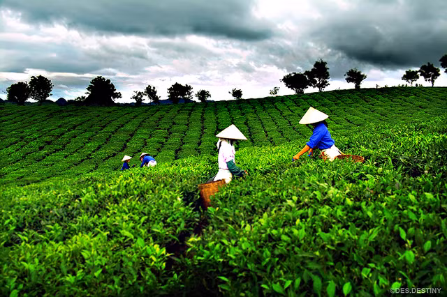 2. Chè Thái Nguyên: Do được trồng ở nơi có khí hậu mát mẻ, cùng với nguồn nước trong lành từ núi Tam Đảo chảy xuống và đất đai phì nhiêu nên giống chè Thái Nguyên có vị thơm ngát tự nhiên, đậm nước, nước vàng sánh màu mật ong… Chè Thái đã trở thành một thương hiệu nổi tiếng, được xuất khẩu sang hơn 100 quốc gia và vùng lãnh thổ trên thế giới.