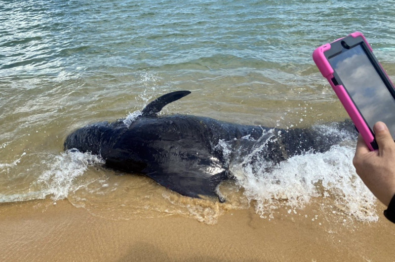 Giai cuu ca voi nang hon 300kg bi mac can tai Quang Ngai