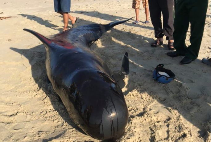 Chiều 19/5/2021, người dân ở xã Duy Hải, huyện Duy Xuyên, tỉnh Quảng Nam đã phát hiện một cá heo dài khoảng 3m, nặng khoảng 200kg trôi dạt vào bờ biển. Các ngư dân dìu cá heo ra biển nhưng tới khoảng 5 giờ sáng 20/5, cá heo lại lụy vào bờ trong tình trạng kiệt sức. Sau khi cá heo qua đời, người dân đã làm lễ an táng cho cá heo. Ảnh: NLĐ.