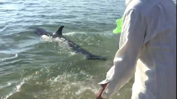 Đây không phải là lần đầu tiên người dân phát hiện cá heo mắc cạn. Vào ngày 15/7/2021, một con cá heo nặng khoảng 50kg bị mắc cạn ở cồn cát dưới chân cầu Lại Giang, Bình Định. Lực lượng chức năng cùng người dân đã giải cứu và thả cá heo về vùng biển An Dũ. Ảnh: NNVN.