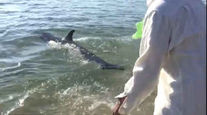 Đây không phải là lần đầu tiên người dân phát hiện cá heo mắc cạn. Vào ngày 15/7/2021, một con cá heo nặng khoảng 50kg bị mắc cạn ở cồn cát dưới chân cầu Lại Giang, Bình Định. Lực lượng chức năng cùng người dân đã giải cứu và thả cá heo về vùng biển An Dũ. Ảnh: NNVN.