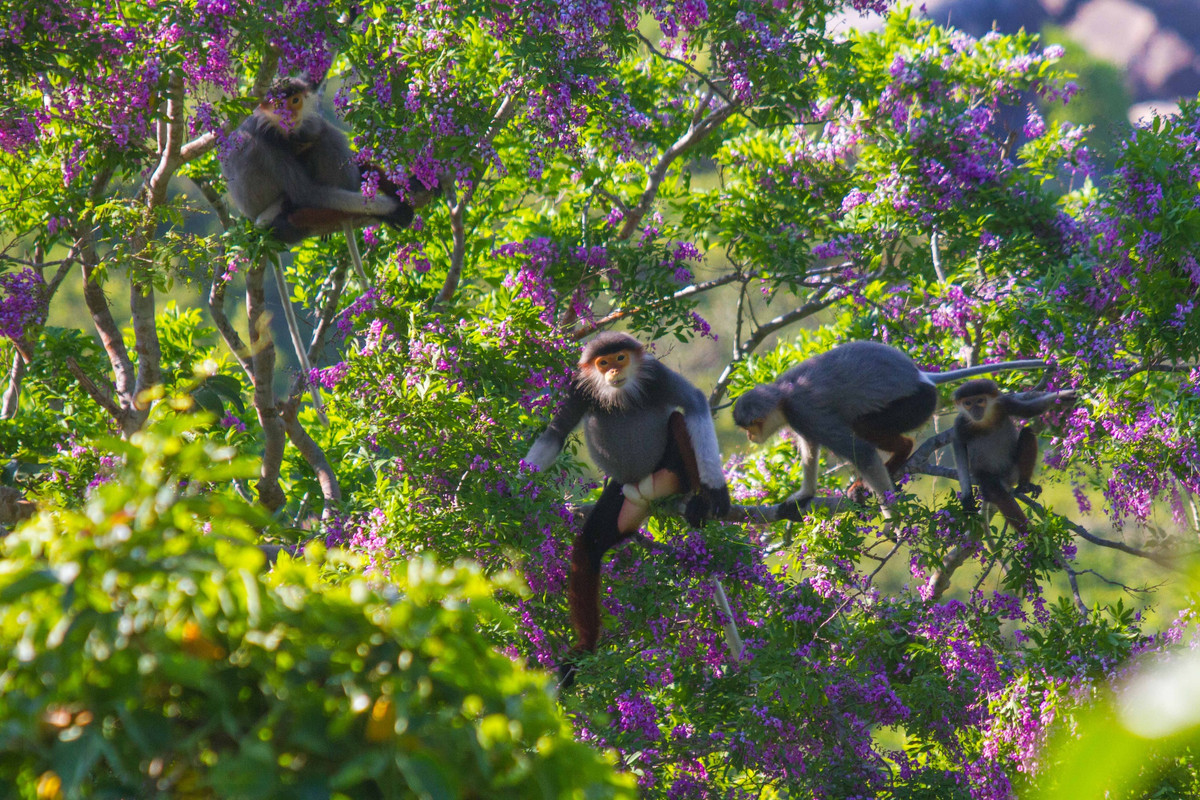 Theo TS Vũ Ngọc Thành, ĐH Khoa học Tự nhiên Hà Nội, người có nhiều năm nghiên cứu về voọc chà vá ở Sơn Trà, nơi duy nhất trên thế giới chúng ta có thể bắt gặp loài linh trưởng này ngoài tự nhiên dễ dàng như thế. Ảnh: Nhân Dân.