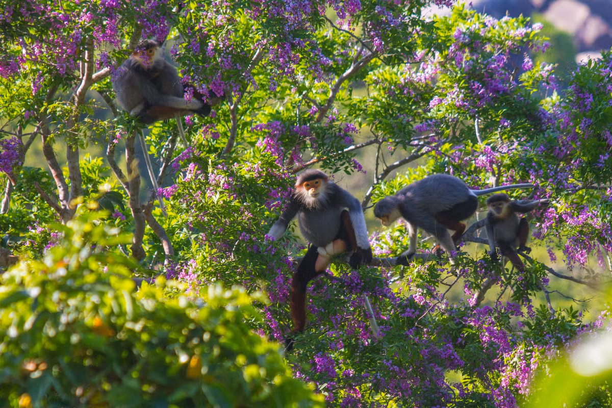 Theo TS Vũ Ngọc Thành, ĐH Khoa học Tự nhiên Hà Nội, người có nhiều năm nghiên cứu về voọc chà vá ở Sơn Trà, nơi duy nhất trên thế giới chúng ta có thể bắt gặp loài linh trưởng này ngoài tự nhiên dễ dàng như thế. Ảnh: Nhân Dân.