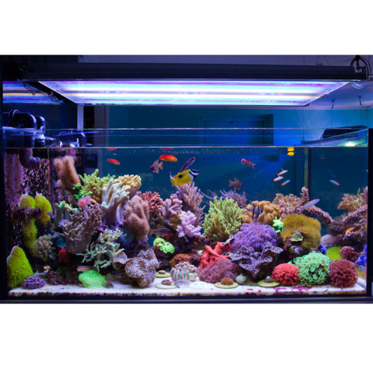 Mà muốn có một năm làm ăn bội thu thì nước là rất cần thiết, vì vậy người ta cũng coi nước là tài lộc, bể cá chứa đầy nước. Vì vậy bể cá cũng giống như thần tài và ví tiền vậy, tượng trưng cho sự giàu có của gia đình, nên không được tặng cho người khác. 