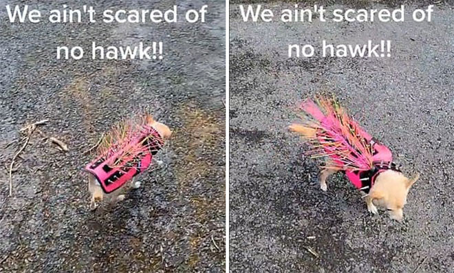 Video: Chu cho Chihuahua mac ao bao ho co gai de xua duoi “ke thu”-Hinh-2