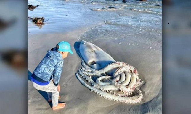 Các chuyên gia động vật hoang dã cho biết con mực này là một con cái, khoảng 2 tuổi và đã chết khi được tìm thấy.