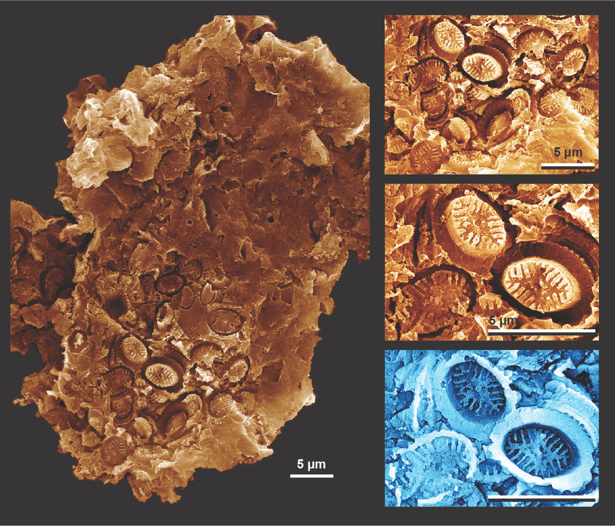 Ma hoa thach 183 trieu nam tiet lo ve tan the co the lap lai