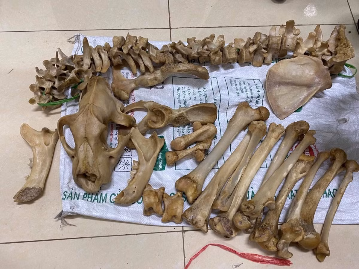 Xương động vật hoang dã. Nhiều người thích bày các loại sừng hươu, sừng tê giác... trong nhà. Tuy nhiên, những món đồ này mang vẻ ngoài hung dữ, hung khí nặng, không tốt cho gia đình.