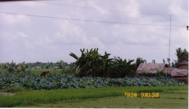 Những ngôi nhà lá bên ao sen.