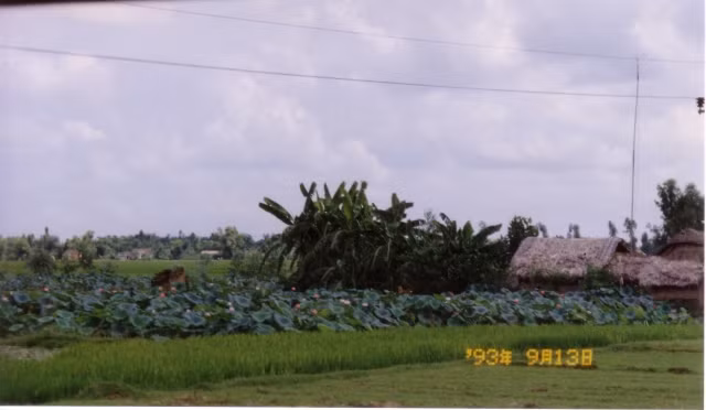 Những ngôi nhà lá bên ao sen.