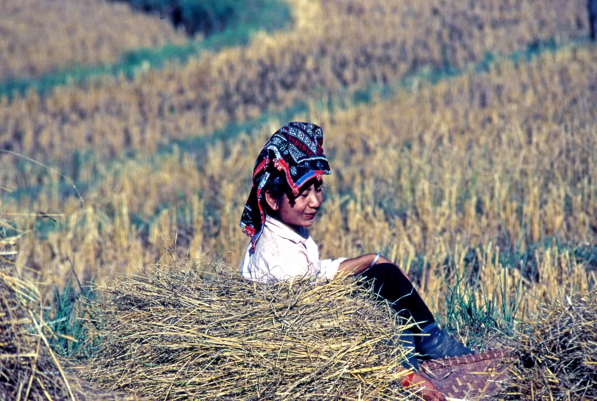 Người phụ nữ dân tộc Thái trên cánh đồng mùa gặt ở Điện Biên Phủ.