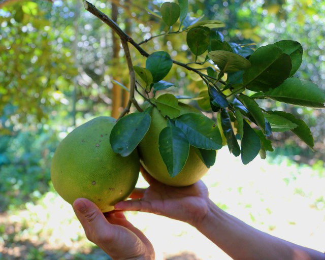 Theo tìm hiểu, năm 2008, thanh trà được nhà nước công nhận thương hiệu; được xác lập Kỷ lục Quốc gia và được công nhận vào top 50 đặc sản trái cây nổi tiếng Việt Nam theo bộ tiêu chí công bố giá trị đặc sản Việt Nam vào năm 2012. Đây cũng là loại quả từng là đặc sản được cung tiến lên Vua.