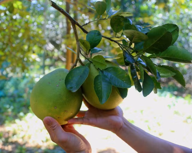 Theo tìm hiểu, năm 2008, thanh trà được nhà nước công nhận thương hiệu; được xác lập Kỷ lục Quốc gia và được công nhận vào top 50 đặc sản trái cây nổi tiếng Việt Nam theo bộ tiêu chí công bố giá trị đặc sản Việt Nam vào năm 2012. Đây cũng là loại quả từng là đặc sản được cung tiến lên Vua.
