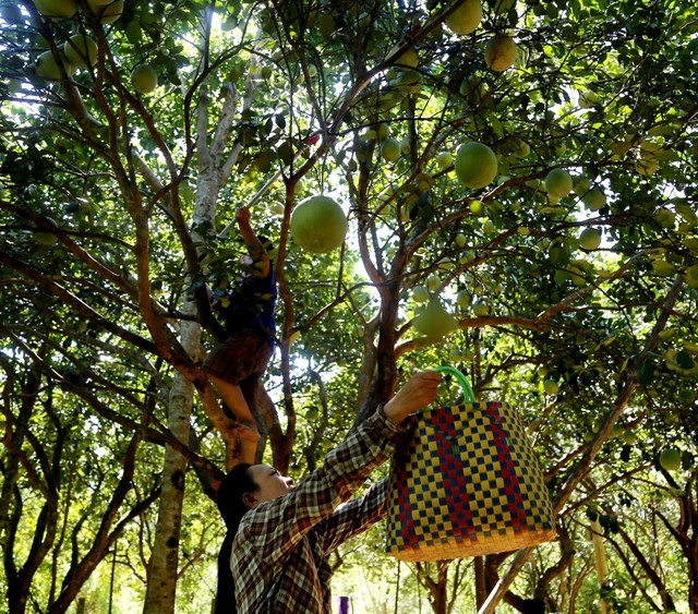 Theo các hộ dân, thanh trà của Thủy Biều có hương vị đặc trưng là bởi được trồng ở khu vực thượng lưu sông Hương, nơi có một lượng phù sa lớn. Quả thanh trà cũng có thể chế biến thành nhiều món ăn ngon, trong đó có những món ẩm thực mang thương hiệu đặc trưng của Huế.