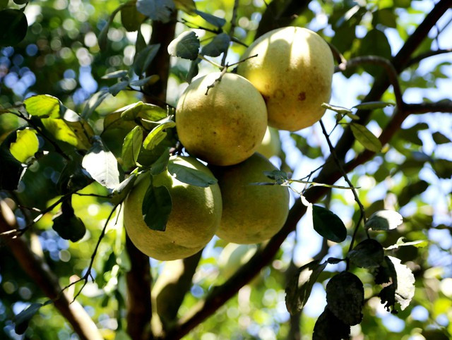 Thanh trà Thủy Biều từng là một trong những đặc sản tiến vua của xứ Huế. Năm nay, quả thanh trà đang bước vào vụ thu hoạch được mùa, được giá nên người nông dân rất phấn khởi và vui mừng.