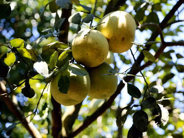 Thanh trà Thủy Biều từng là một trong những đặc sản tiến vua của xứ Huế. Năm nay, quả thanh trà đang bước vào vụ thu hoạch được mùa, được giá nên người nông dân rất phấn khởi và vui mừng.