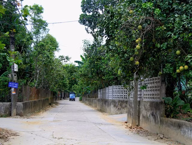 Vùng đất bãi bồi Thủy Biều (phường Thủy Biều) - 'thủ phủ' của thanh trà nằm cách trung tâm TP Huế khoảng 7km về phía Tây, bên dòng Hương thơ mộng lâu nay nổi tiếng với những vườn cây trồng quả thanh trà với hương vị thơm ngon.