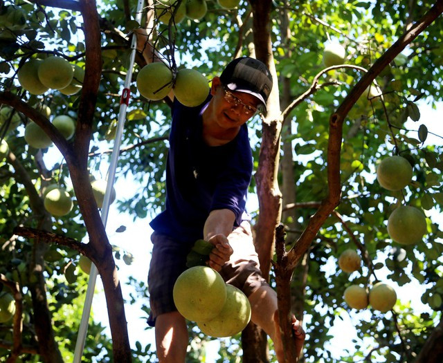 Đang thu hoạch quả trong khuôn viên vườn với hơn 100 gốc thanh trà được trồng từ năm 2004, ông Võ Trần Tuấn Kiệt (52 tuổi) cho biết, năm nay, nhờ thời tiết thuận lợi nên thanh trà cho quả, chất lượng cũng tốt hơn.