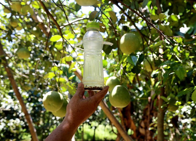 Theo người dân, thanh trà cho quả đạt chất lượng cao một phần nhờ vào kinh nghiệm, một phần nhờ người nông dân biết áp dụng các biện pháp, kỹ thuật chăm sóc phù hợp, thân thiện với môi trường. Trong đó, có thể nói đến như việc bẫy bắt côn trùng hại cây thanh trà tại vườn được làm hoàn toàn từ tự nhiên.