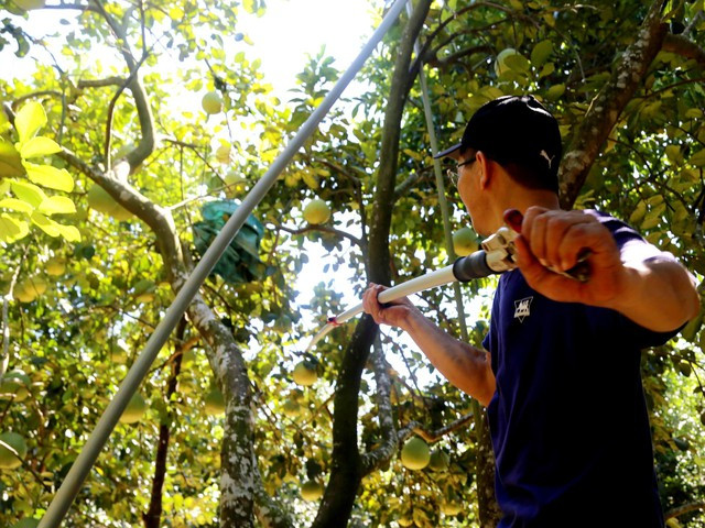 Người thu mua thanh trà có thể mua theo gốc hoặc đến vườn chọn mua theo quả.