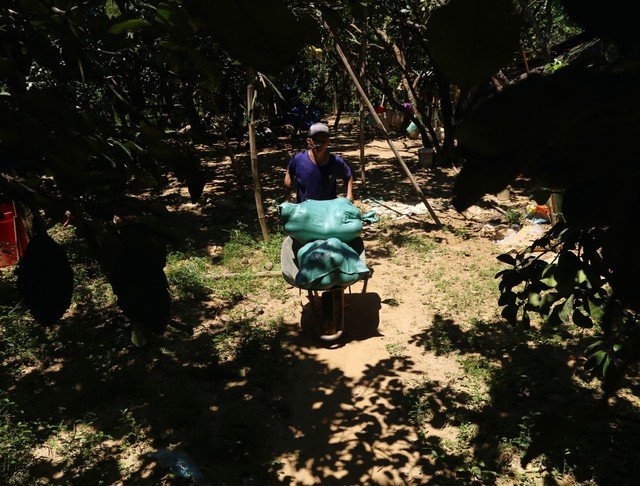 Khi đến đây, người dân có thể liên hệ với các chủ vườn và thoải mái lựa chọn những quả thanh trà theo ý mình.