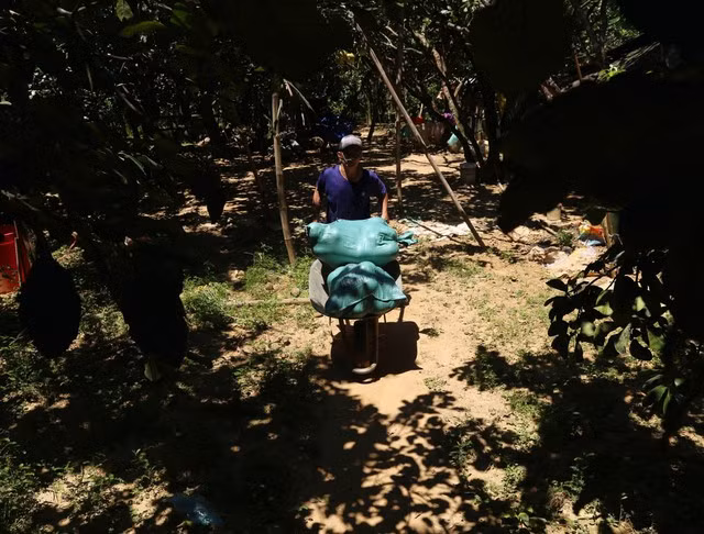 Khi đến đây, người dân có thể liên hệ với các chủ vườn và thoải mái lựa chọn những quả thanh trà theo ý mình.