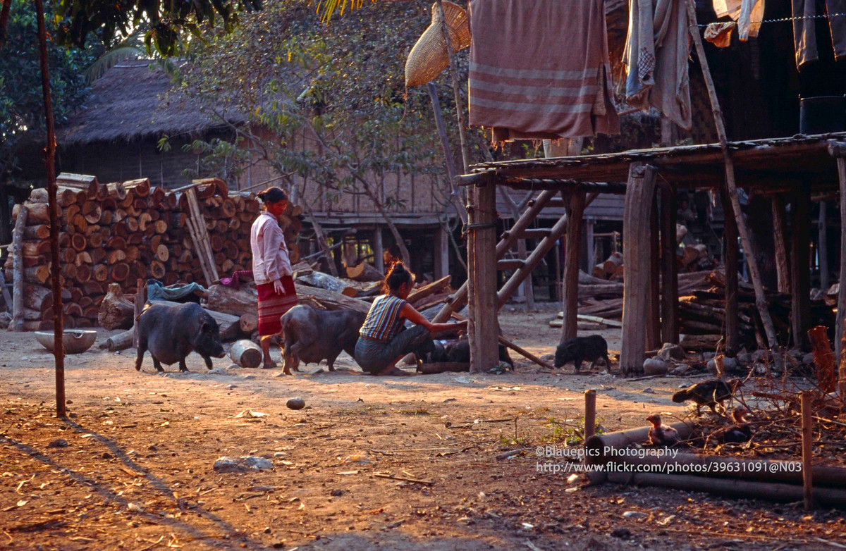 Cảnh sinh hoạt đời thường tại một bản làng gần thị trấn Muang Kham.