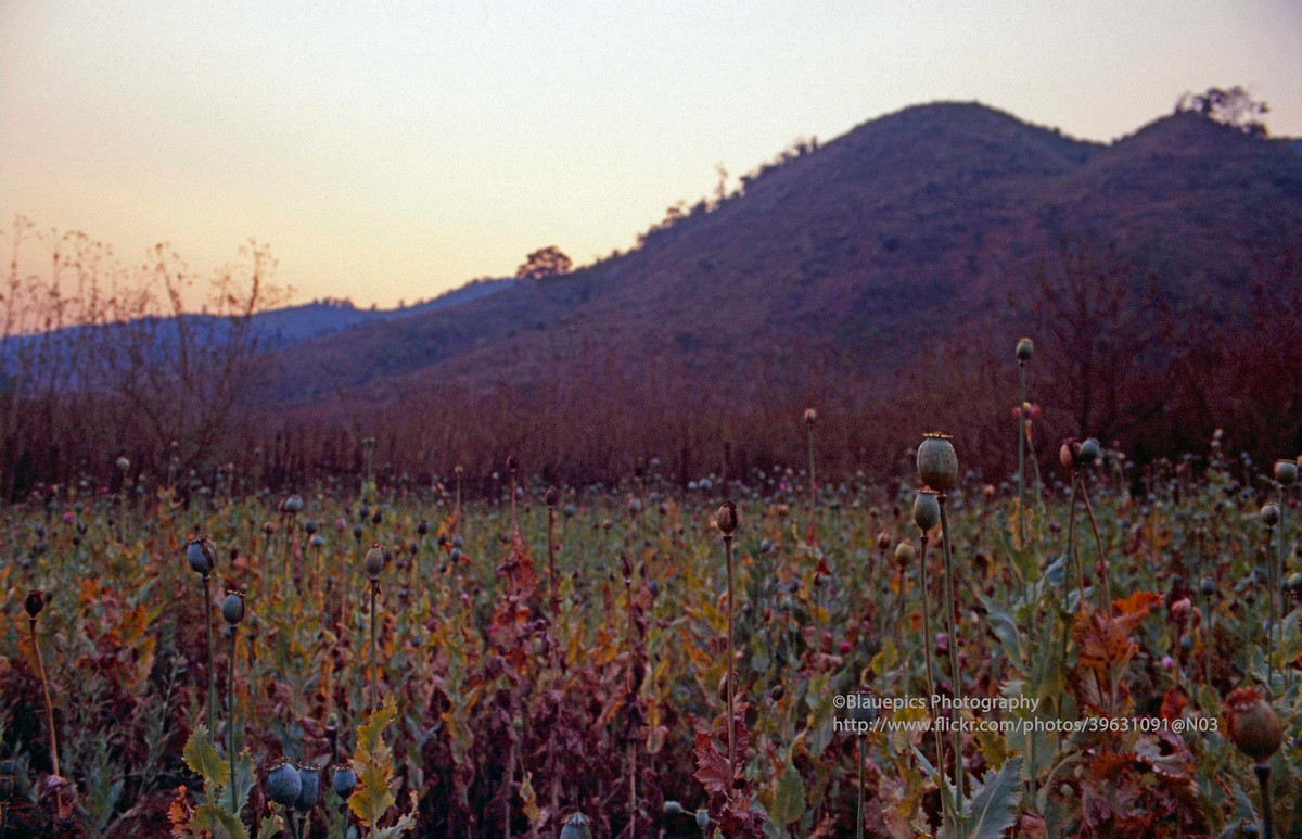 Biểu chiều trên cánh đồng hoa anh túc gần Muang Kham.