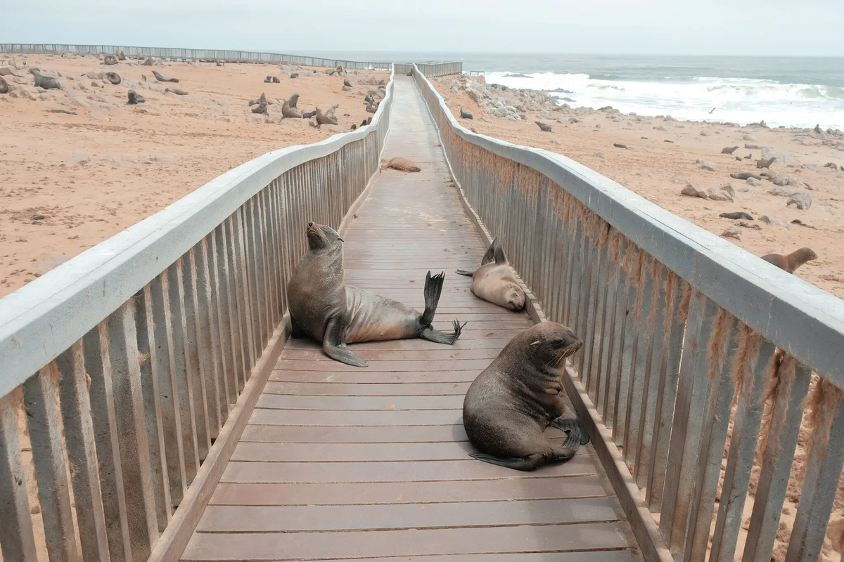 Dọc theo con đường, Genna Martin băng ngang những địa điểm kỳ lạ khác như khu bảo tồn hải cẩu Cape Cross, nơi sinh sống của hơn 200.000 con hải cẩu lông nâu lớn nhất thế giới.