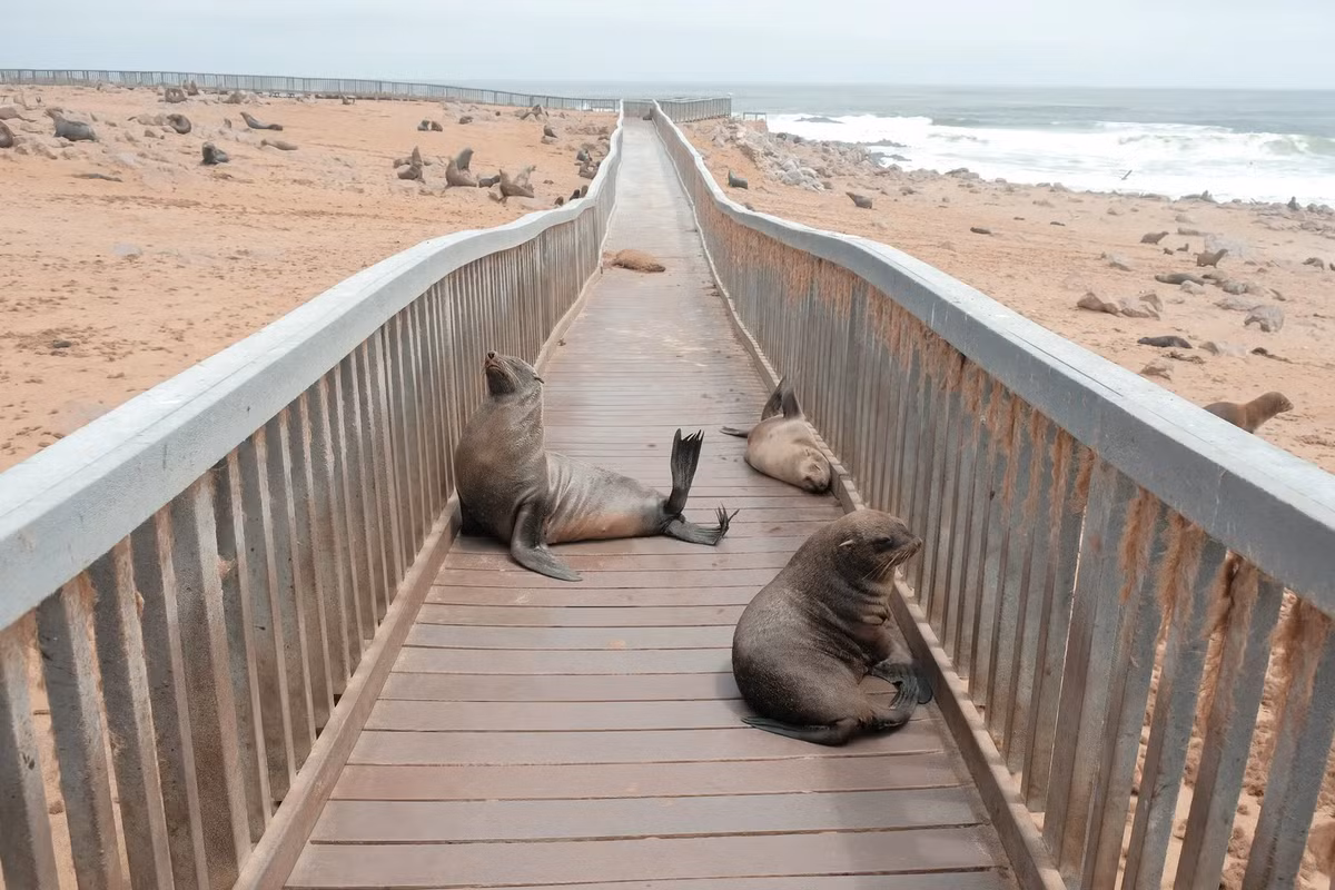 Dọc theo con đường, Genna Martin băng ngang những địa điểm kỳ lạ khác như khu bảo tồn hải cẩu Cape Cross, nơi sinh sống của hơn 200.000 con hải cẩu lông nâu lớn nhất thế giới.