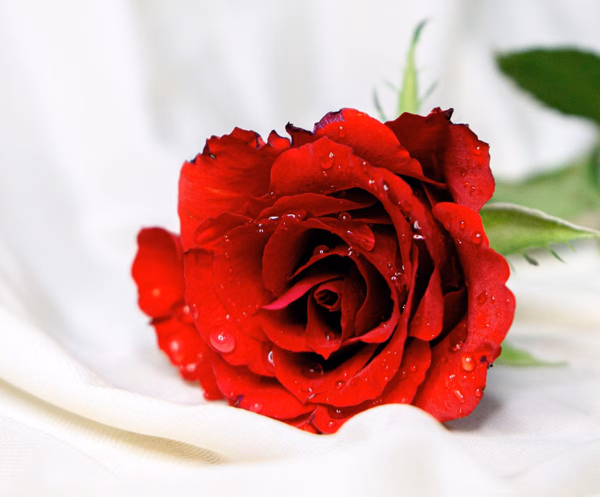 Vợ chồng họ dù cưới nhau với hai bàn tay trắng cũng có thể gây dựng được sự nghiệp thành công, cuộc sống đủ đầy. Phụ nữ sinh vào tháng Âm lịch này được hưởng phúc từ chồng, con khi về già. Họ có con cái hiếu thảo, được con chăm sóc nên cuộc sống của họ về sau khá an nhàn, hạnh phúc. 