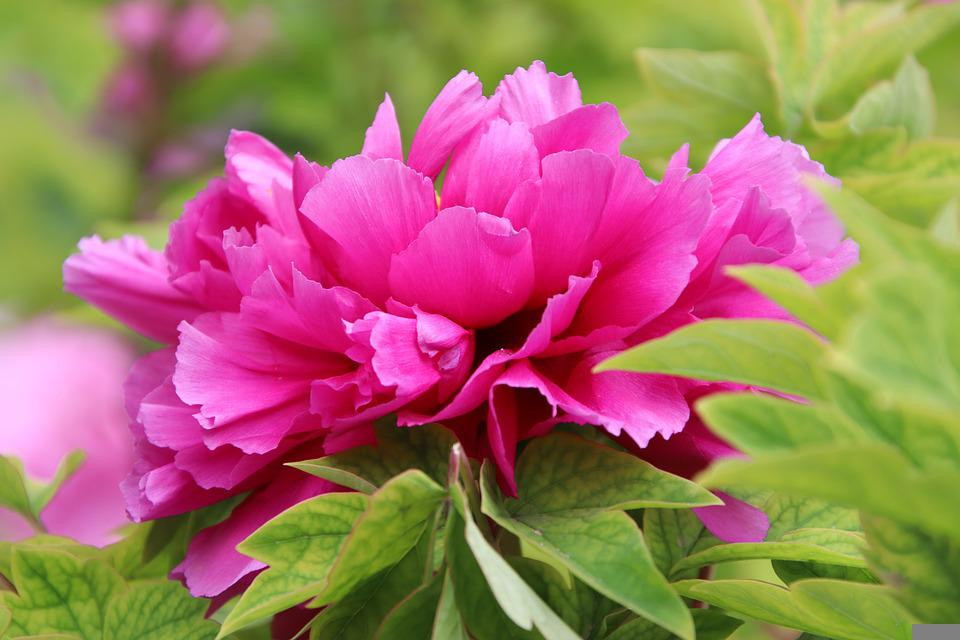 Theo tử vi, phụ nữ sinh vào 3 tháng Âm lịch này được hưởng phúc khí phi thường. Họ được coi là ngôi sao may mắn của gia đình, giúp chồng con ngày một thành đạt trong sự nghiệp. 