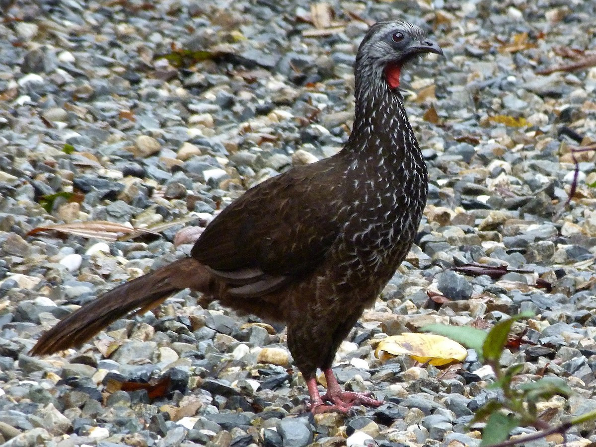Gà guan râu (Penelope barbata) dài 55 cm, phân bố ở Ecuador và Peru. Loài này sống trong rừng mưa giống như các họ hàng cùng chi Penelope. Tên gọi của chúng bắt nguồn từ những sọc trắng trông như chỏm râu ở cổ.