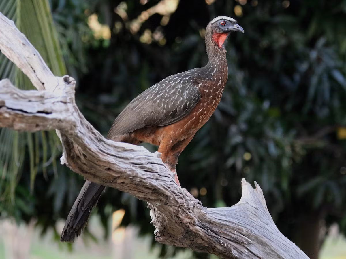 Gà guan bụng hạt dẻ (Penelope ochrogaster) dài 67-75 cm, được ghi nhận ở vùng Trung Nam Brazil. Mảng yếm cổ điểm hình của các loài gà guan nâu đặc biệt phát triển ở loài này.