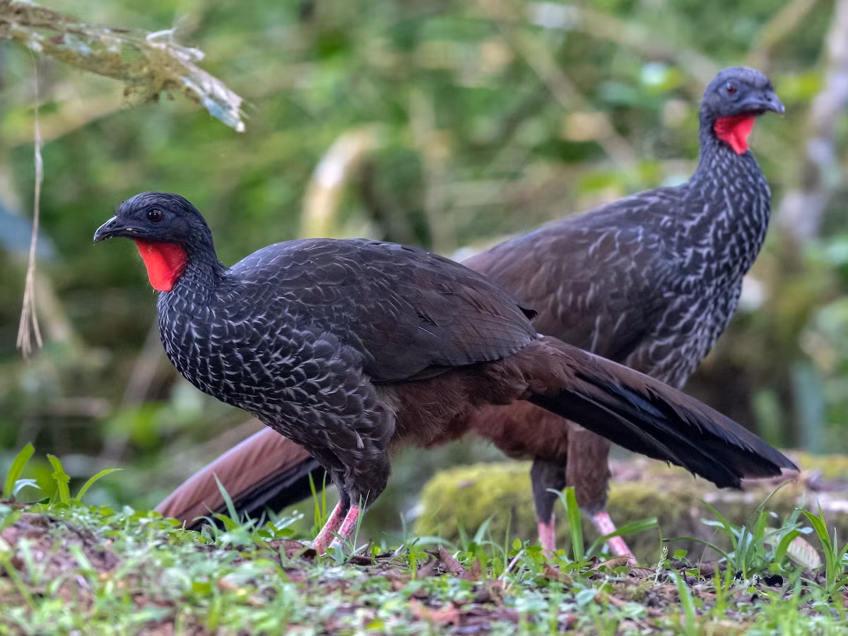 Gà guan Cauca (Penelope perspicax) dài 76 cm, chỉ phân bố ở vùng thung lũng Cauca khu vực phía Tây và Bắc Colombia. Chúng có ngoài hình rất giống, và có thể bị nhẫm lẫn với họ hàng gần là gà guan Spix.