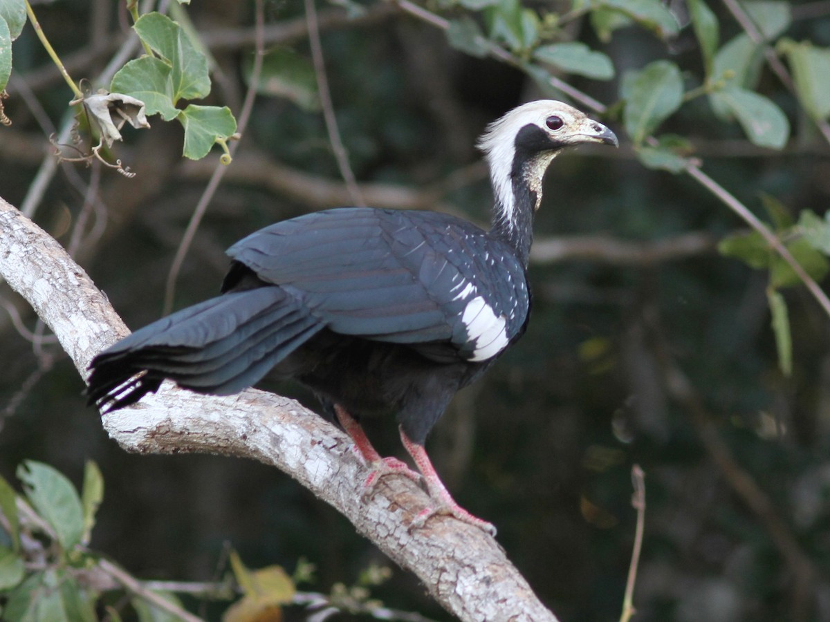 Gà guan lanh lảnh họng xanh (Pipile cumanensis) dài 69 cm, được ghi nhạn rải rác ở Guyana, Venezuela, Colombia, Brazil và Peru. Loài này sống trên cây, có bộ lông đen bóng bảy đặc trưng của các loài gà guan. Vào mùa sinh sản, chúng phát ra tiếng kêu lanh lảnh.