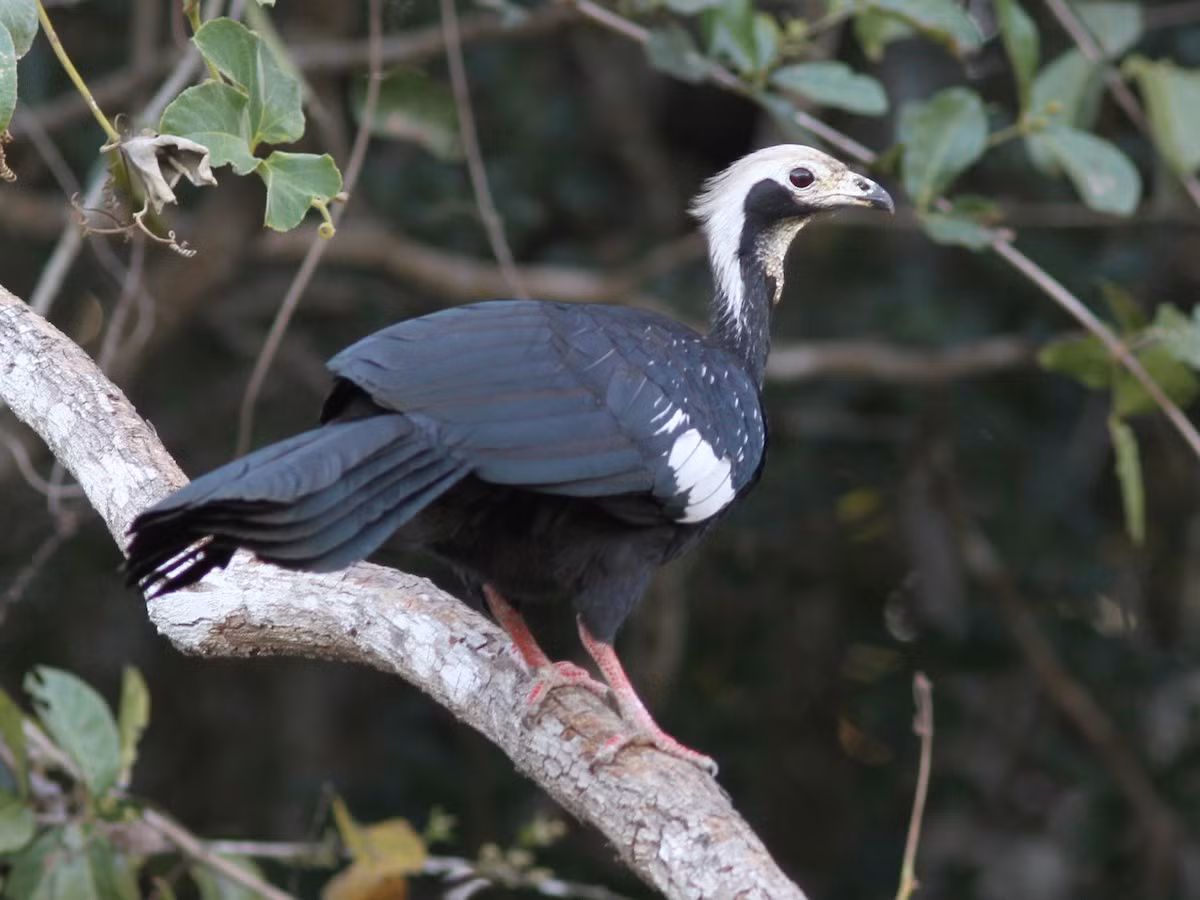 Gà guan lanh lảnh họng xanh (Pipile cumanensis) dài 69 cm, được ghi nhạn rải rác ở Guyana, Venezuela, Colombia, Brazil và Peru. Loài này sống trên cây, có bộ lông đen bóng bảy đặc trưng của các loài gà guan. Vào mùa sinh sản, chúng phát ra tiếng kêu lanh lảnh.