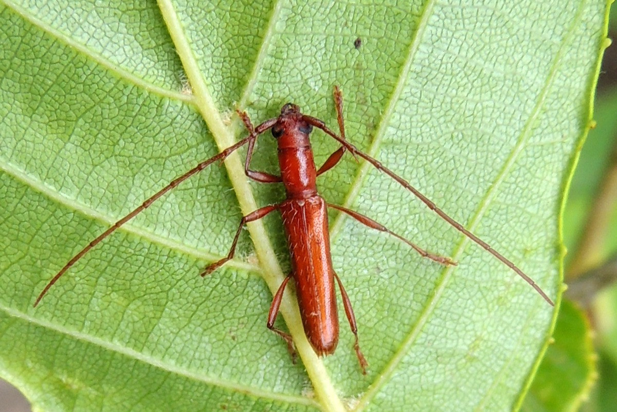 Xén tóc Psyrassa pertenuis dài 0,7-1,2 cm, phân bố ở Bắc Mỹ. Là một trong những loài xén tóc nhỏ nhất, màu sắc của chúng có thể khiến nhiều người nhầm lẫn với một con kiến nếu chỉ nhìn thoáng qua.