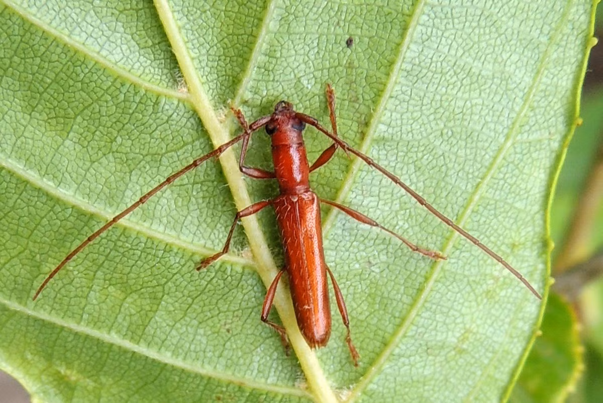 Xén tóc Psyrassa pertenuis dài 0,7-1,2 cm, phân bố ở Bắc Mỹ. Là một trong những loài xén tóc nhỏ nhất, màu sắc của chúng có thể khiến nhiều người nhầm lẫn với một con kiến nếu chỉ nhìn thoáng qua.