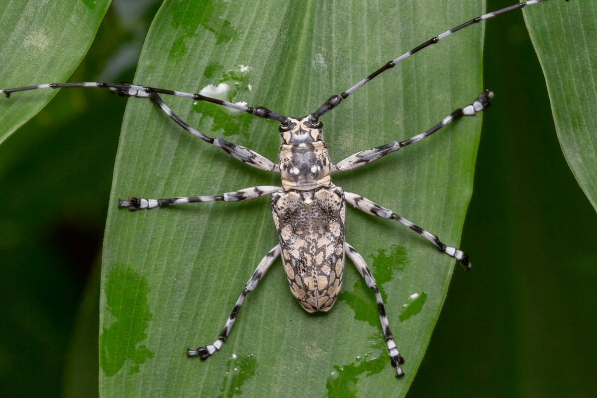 Xén tóc đốm trắng (Palimna annulata) dài 2,5 cm, là loài xén tóc bản địa Đông Nam Á. Màu sắc cơ thể của loài này giúp chúng ngụy trang tốt trên thân một số loài cây gỗ trong khu vực.