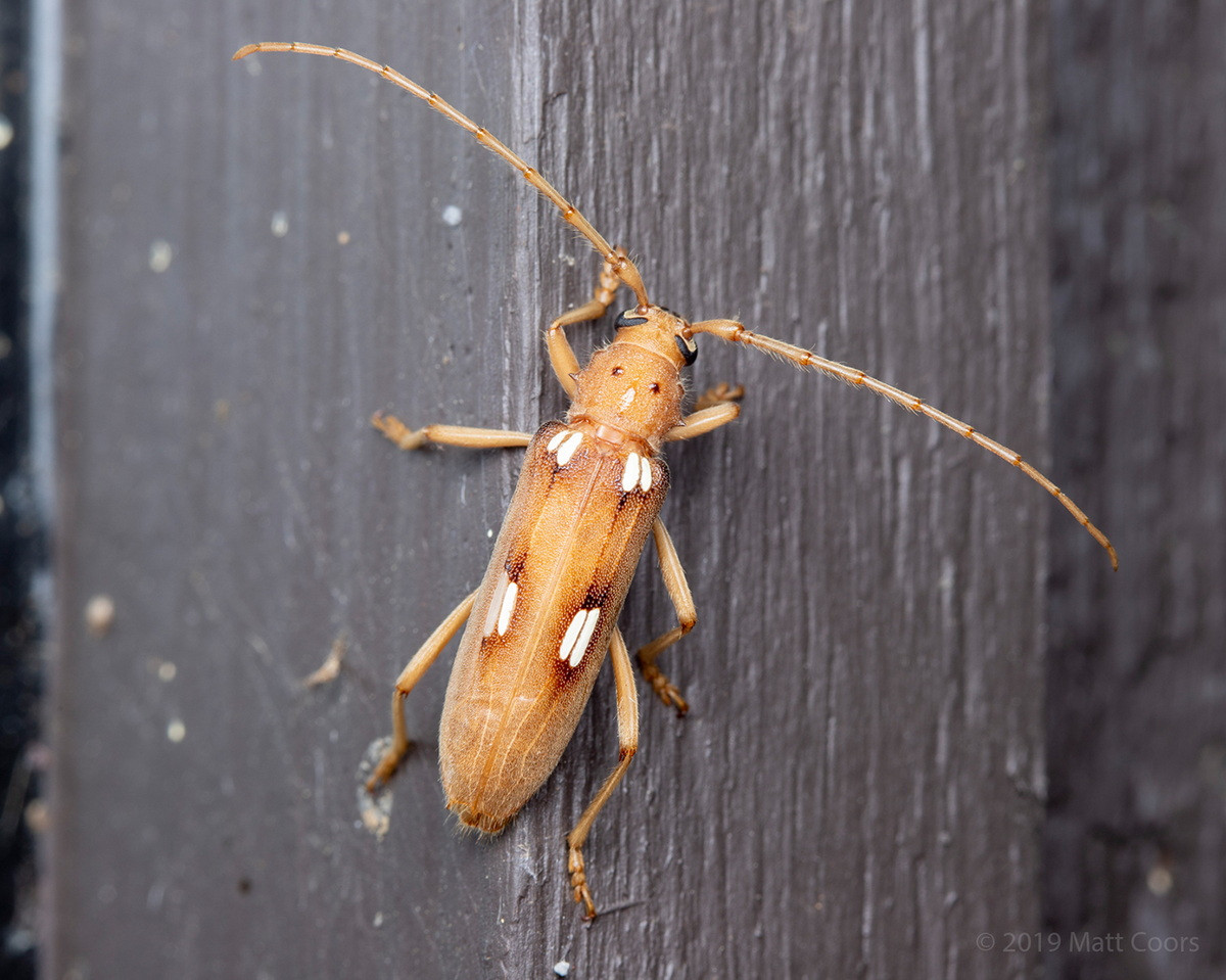 Xén tóc vạch ngà (Eburia quadrigeminata) dài 1,2-2,5 cm, phân bố ở lục địa Bắc Mỹ. Loài xén tóc nhỏ có những vạch trắng trên cánh này có thể sống từ 10-40 năm.