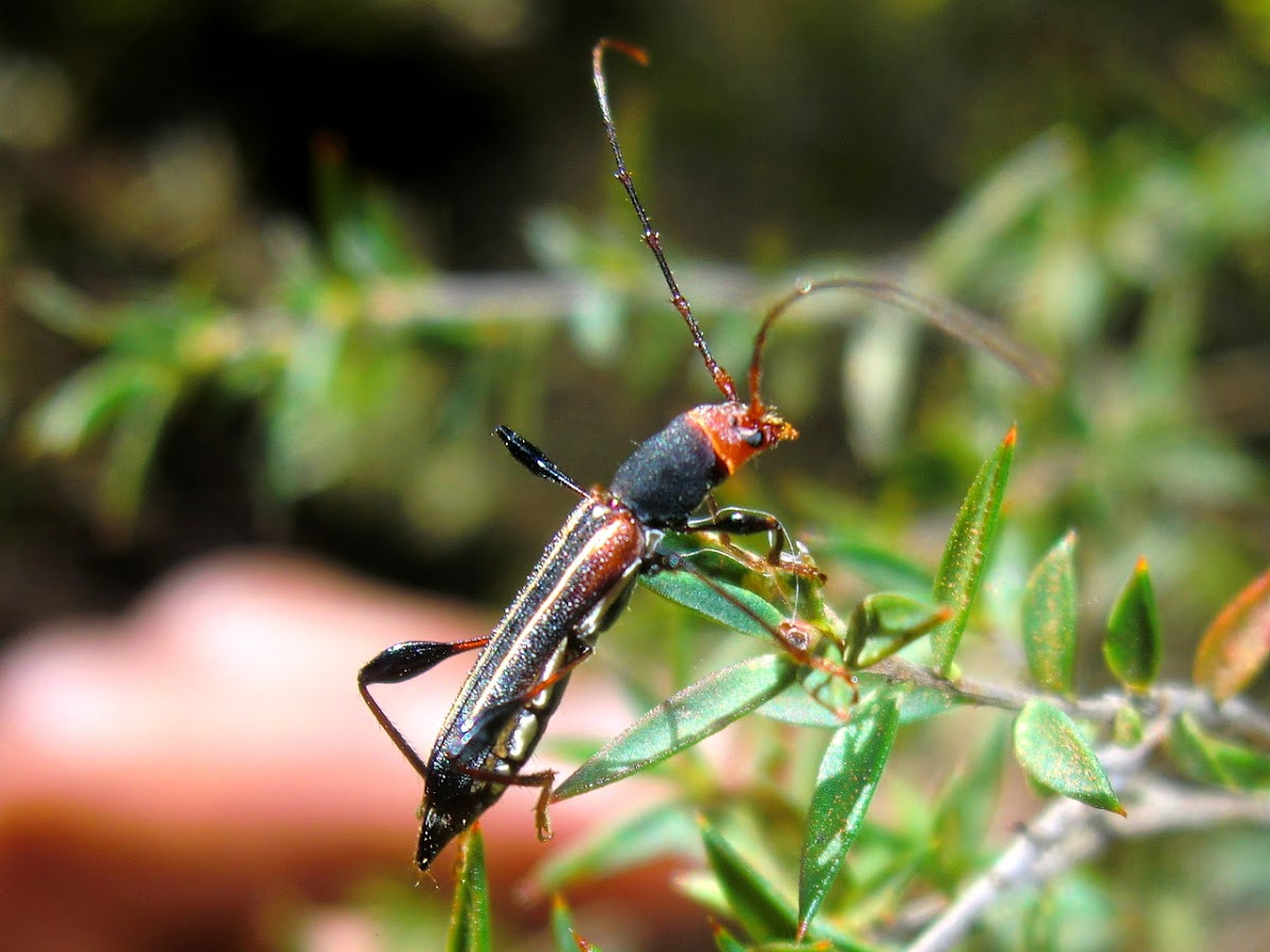 Xén tóc Decora (Amphirhoe decora) dài 1,8 cm, hiện diện tại nhiều khu vực của Australia. Chúng có màu nâu với sọc trắng trên cánh, cặp râu dài gấp ba lần cơ thể.