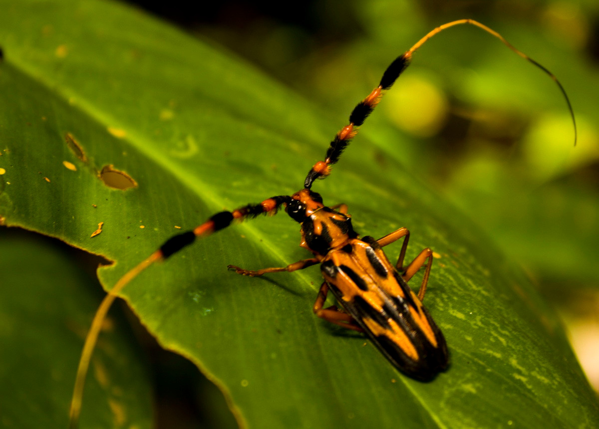 Xén tóc Batus barbicornis dài 4 cm, phân bố rộng ở khu vực Nam Mỹ, có thể được tìm thấy tại một số thành phố ở Brazil và Peru. Màu sắc vàng - đen xen kẽ trên thân và râu của chúng là một dấu hiệu cảnh báo các loài săn mồi nên tránh xa. Đây là một loài côn trùng có hại với cây trồng.