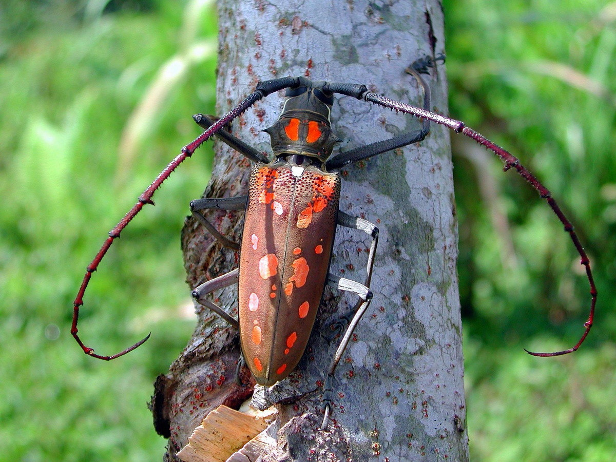 Xén tóc đục thân cây xoài (Batocera rufomaculata) dài 5-6 cm, phân bố rộng khắp Ấn Độ và Đông Nam Á. Còn được gọi là xén đục sung, ấu trùng của chúng là mối đe dọa với một số loại cây trồng của con người.