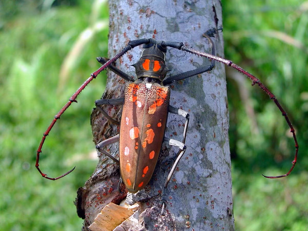 Xén tóc đục thân cây xoài (Batocera rufomaculata) dài 5-6 cm, phân bố rộng khắp Ấn Độ và Đông Nam Á. Còn được gọi là xén đục sung, ấu trùng của chúng là mối đe dọa với một số loại cây trồng của con người.