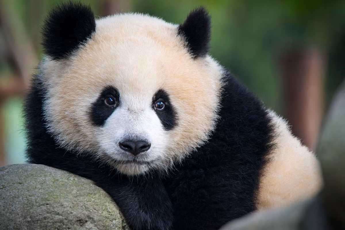 Có hai phân loài của gấu trúc đã được công nhận, đầu tiên là phân loài mang tên khoa học Ailuropoda melanoleuca melanoleuca, bao gồm phần lớn quần thể còn hiện nay của gấu trúc. Chúng được tìm thấy chủ yếu ở Tứ Xuyên và có màu lông là đen - trắng.